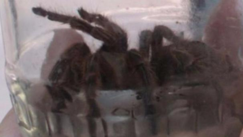 Жутковатый квест «Поймай паука» вызвал легкую панику у жителей Борисоглебска