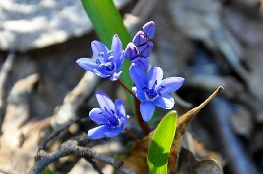 Экологи Воронежской области призывают жителей помочь в сохранении редких первоцветов