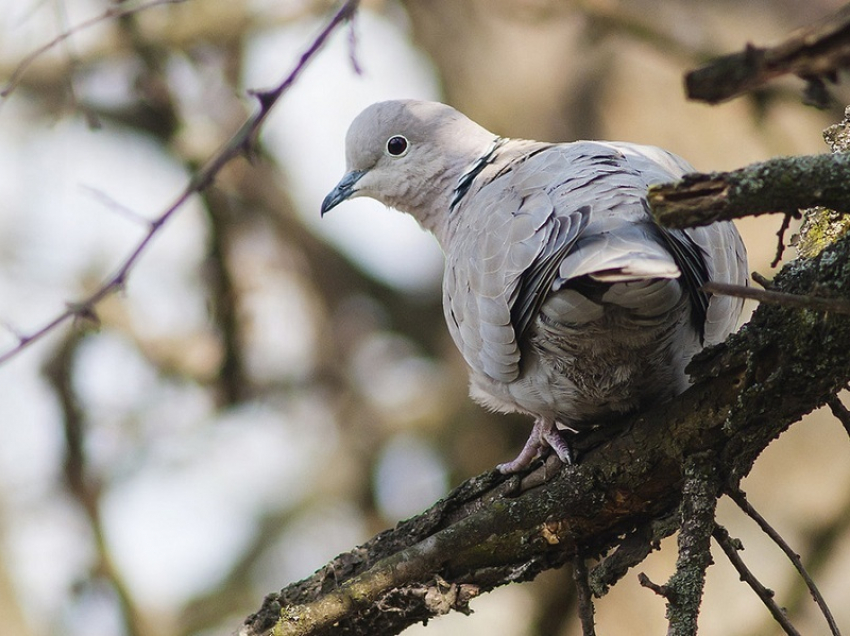 В Хопёрском заповеднике стартовал конкурс рисунков «Обыкновенная горлица»