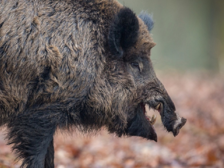 В Воронежской области начали осеннюю вакцинацию диких животных от бешенства
