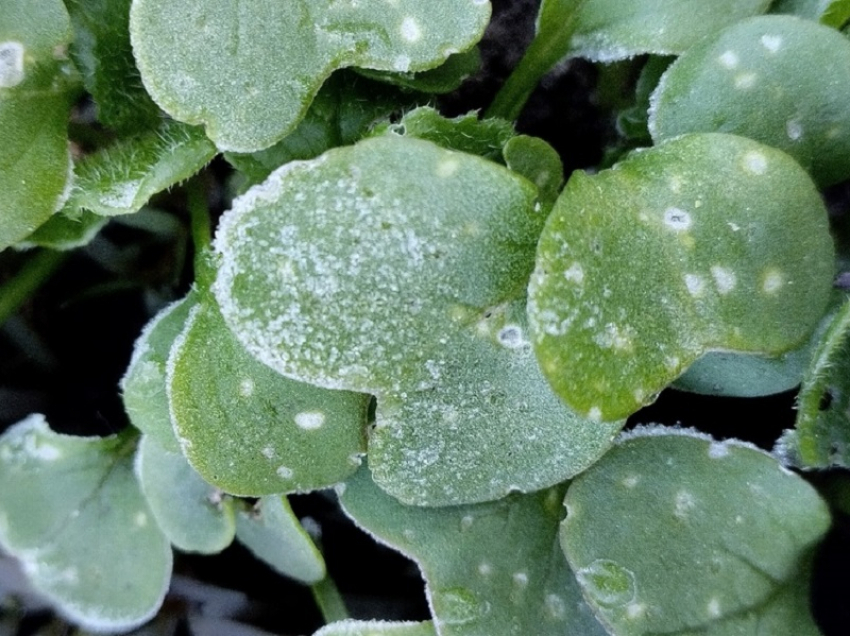 Ночные заморозки придут в Воронежскую область в середине рабочей недели