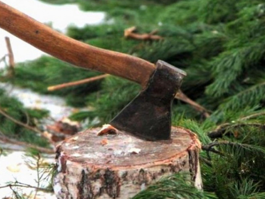 В лесах Воронежской области усилили охрану хвойных насаждений