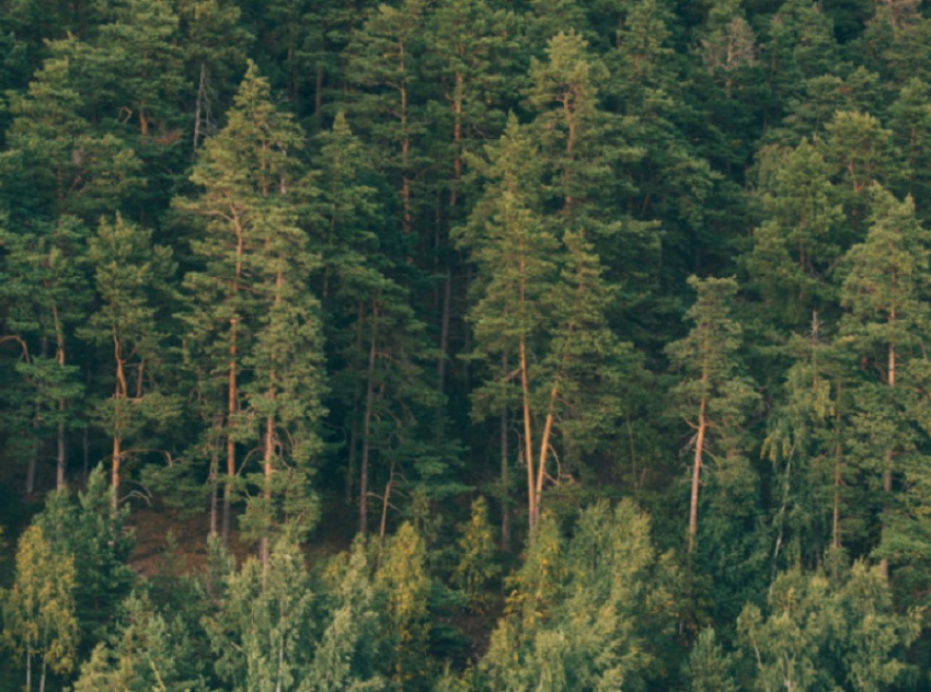 В Воронежской области в 2026 году посадят 1929 гектаров леса