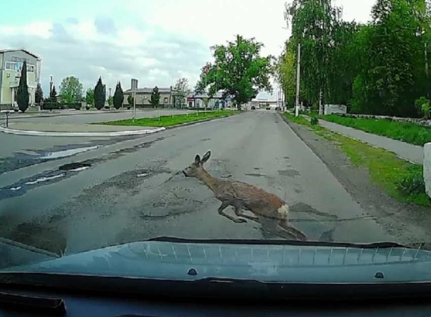 Перебегающую дорогу косулю сняли на видео в Борисоглебске