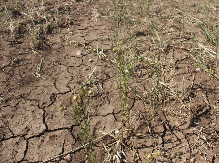 Как повлияет глобальное изменение климата на Воронежскую область, рассказали специалисты