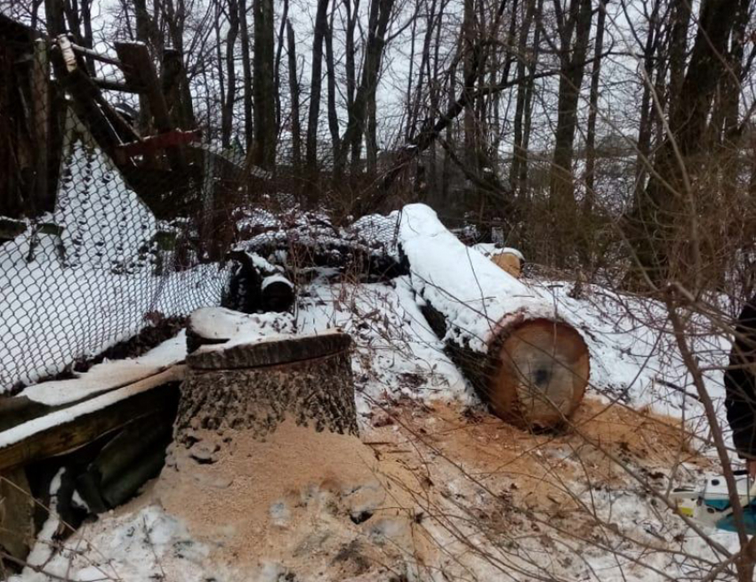 За срубленный 70-летний дуб житель Воронежской области заплатит более 500 000 рублей 
