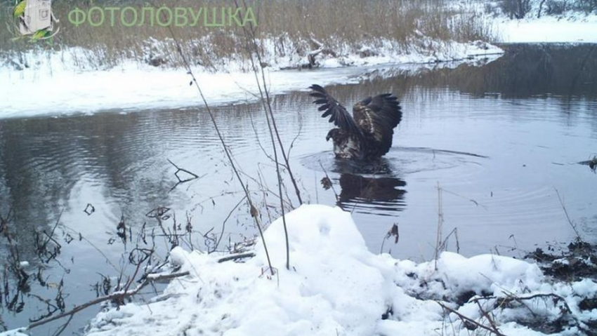 «Хопёрский заповедник» стал победителем в номинации национального конкурса «ФОТОЛОВУШКА-2017»