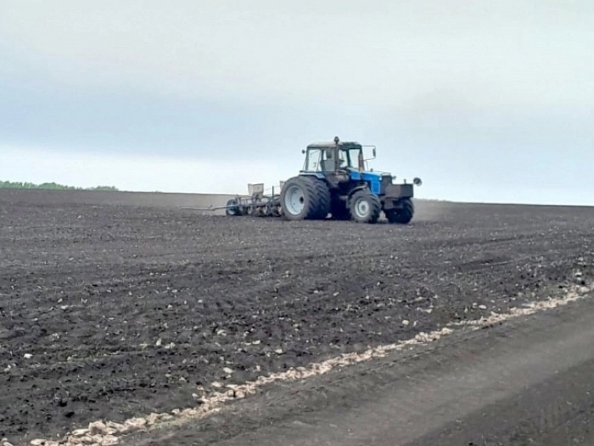 Терновские аграрии заново пересевают погибшие из-за заморозков посевы