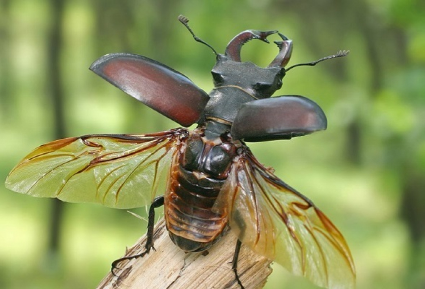 Борисоглебцев призывают спасать редких рогатых жуков