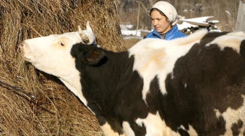 Как «многодетная» корова Марта удивила всю Воронежскую область