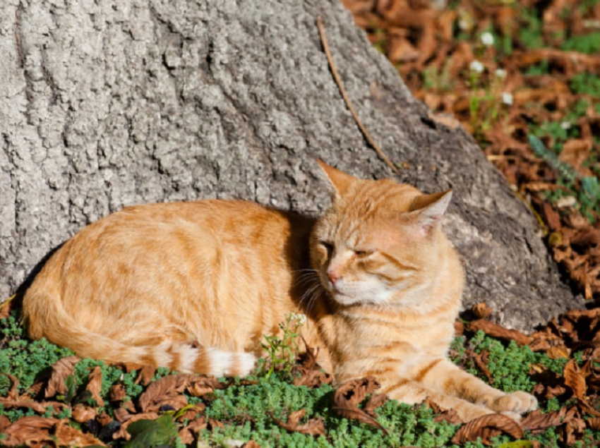 Когда в Воронежскую область придёт бабье лето, рассказали синоптики