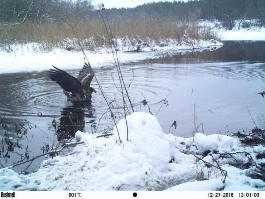 Потрясающие зимние фото живой природы опубликовали сотрудники Хоперского заповедника
