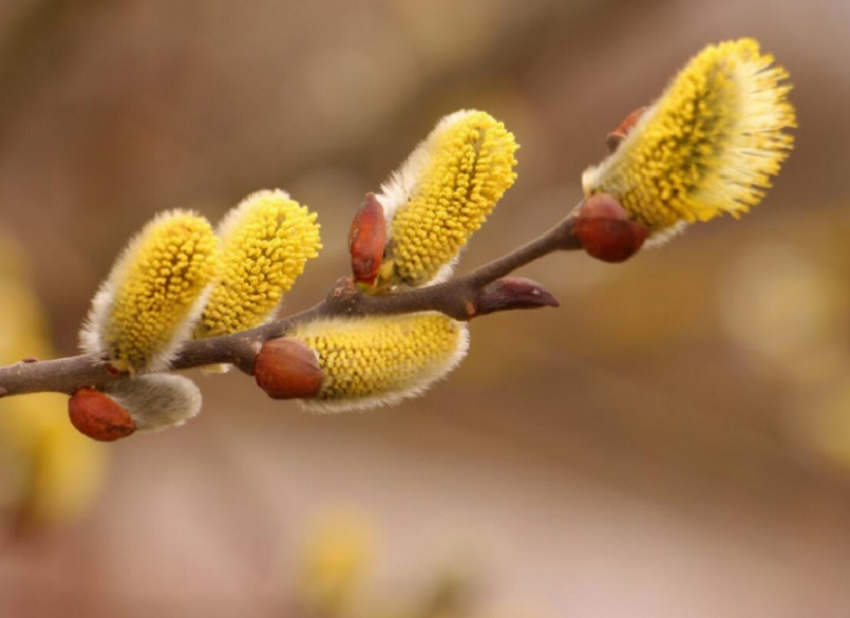 В Воронежской области распустилась верба