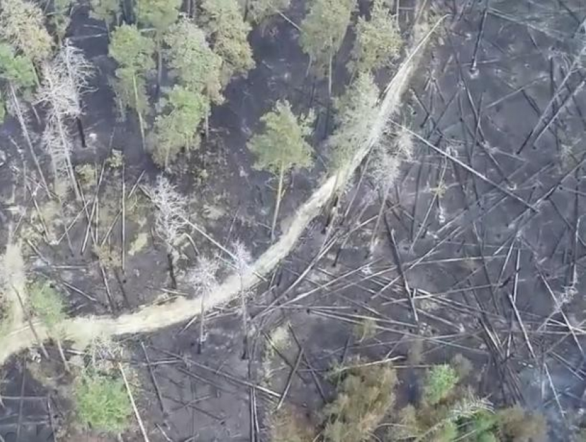 Огненную катастрофу в Воронежском заповеднике показали с воздуха