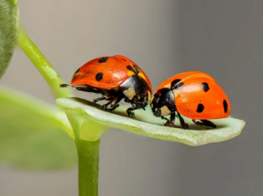 О нашествии божьих коровок сообщают жители Воронежской области