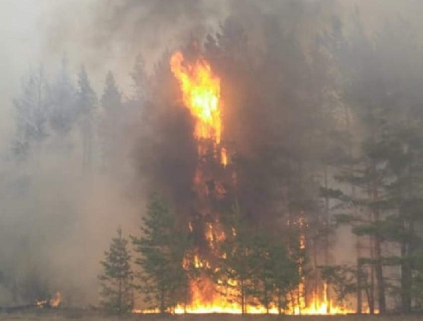 Языки пламени и дымовая завеса: мощный пожар уничтожил часть Хопёрского заповедника