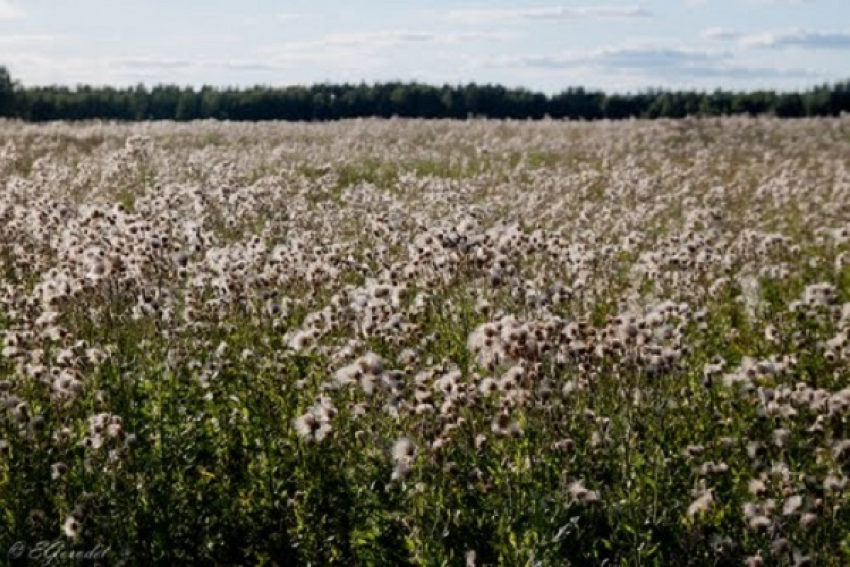 Фермера из Грибановского района оштрафовали на 30 тыс. рублей за сорняки