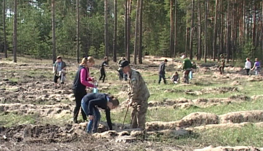 В  Борисоглебске  отметили  Всероссийский день посадки леса