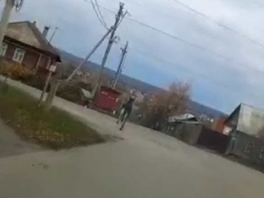 Бегущего по городу лося сняли на видео в Борисоглебске