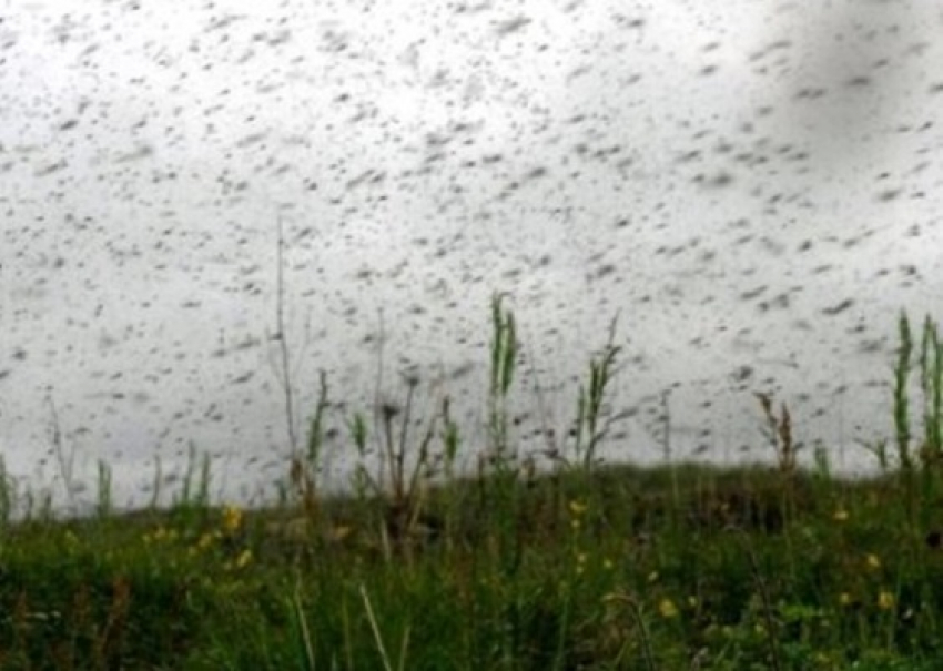 Зоологи и паразитологи Воронежской области прогнозируют небывалое нашествие мошки вслед за комарами