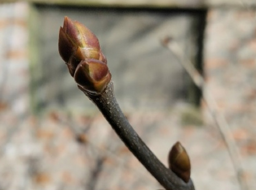 Потепление до +17 градусов нагрянет в Воронежскую область 