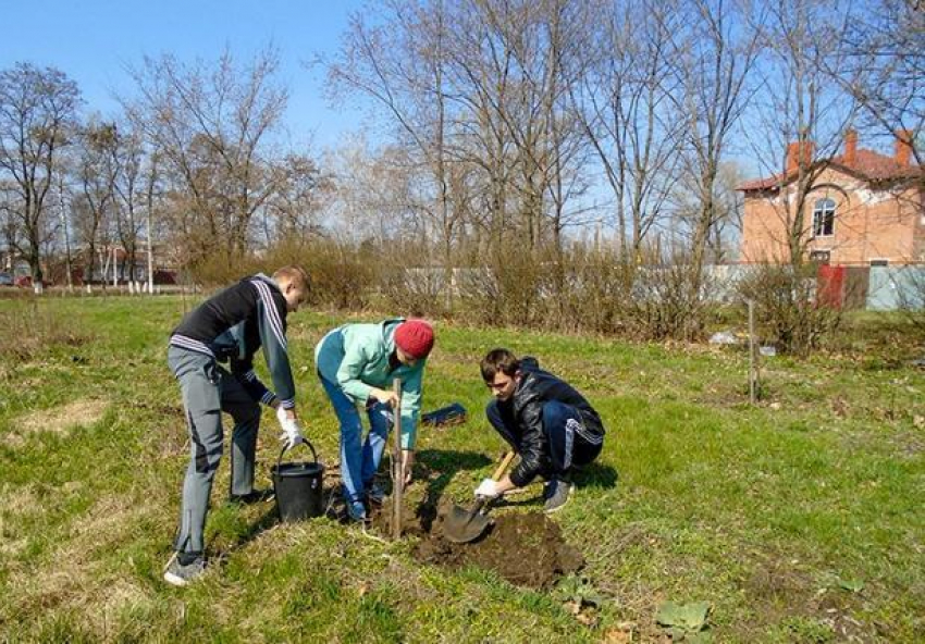 Студенты Борисоглебска посадили «деревья Победы"