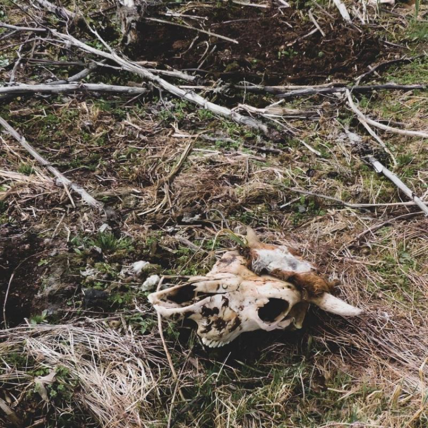 «Кладбище домашних животных» в Воронежской области попало в прицел Росприроднадзора