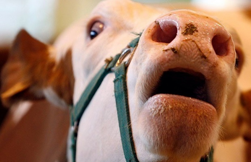 Новохоперский фермер забил своих рогатых арестантов и заработал 2 млн рублей