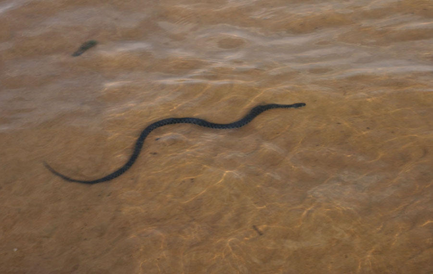 На одном из «диких» пляжей Борисоглебска отдыхающие убили палкой змею