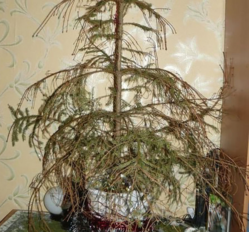 Не покупать новогоднюю елку раньше 20 декабря посоветовали жителям Воронежской области