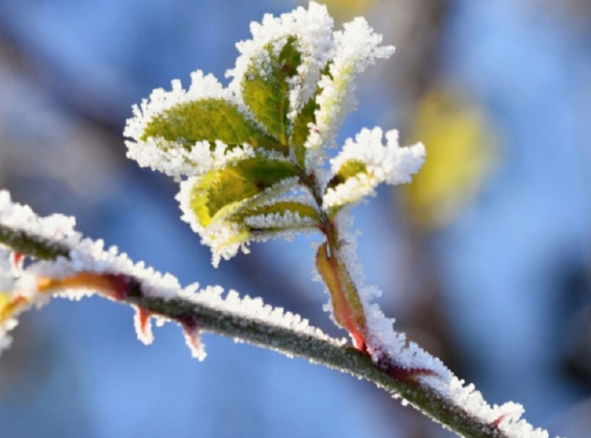Ночью в Воронежской области ожидаются заморозки до -2