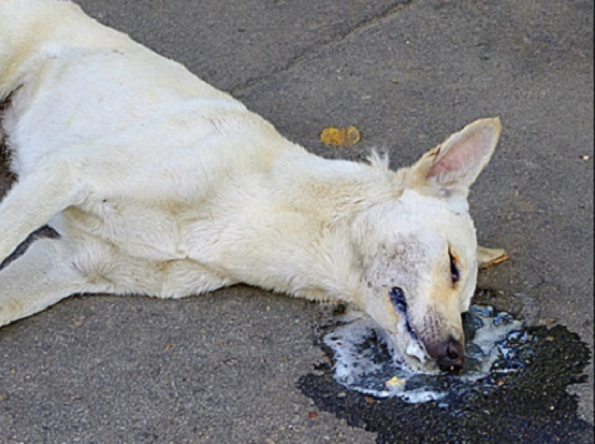 В 2017 году в Воронежской области количество случаев заражения бешенством возросло в 2,2 раза