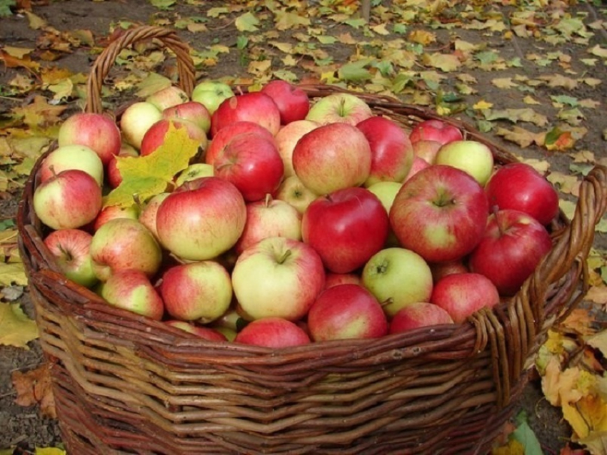 19 августа христиане отмечают второй Спас - Яблочный