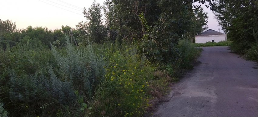 Новость о заросшем селе в Новохоперском районе прокомментировала местная администрация 