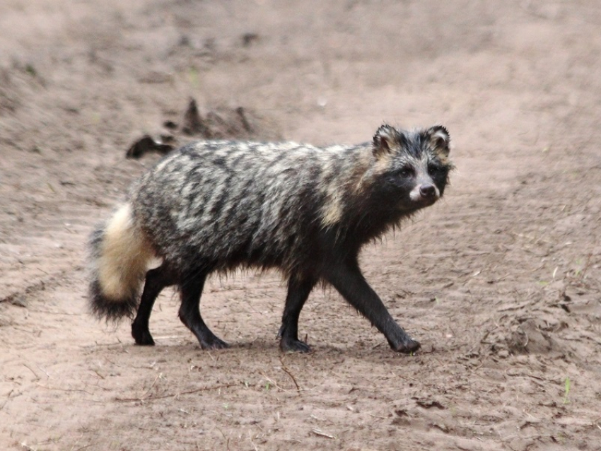 Бешеная енотовидная собака напала на женщину с собакой под Борисоглебском