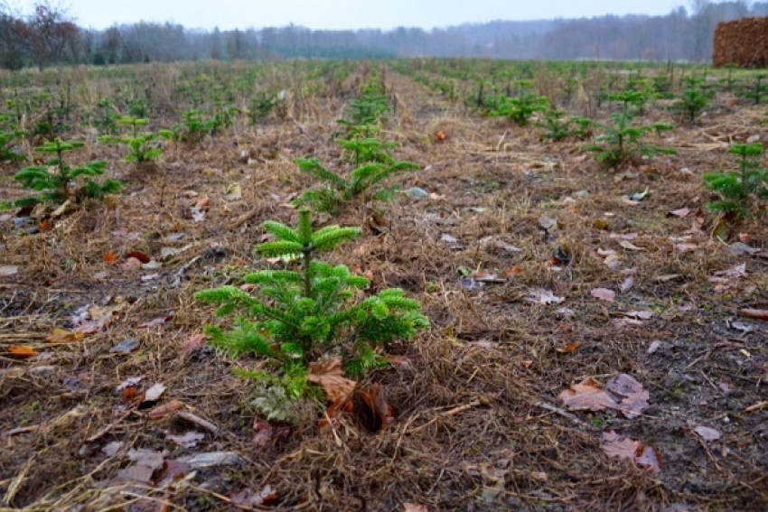 Власти решили за 5 лет восстановить 2,3 тыс га лесов в Воронежской области