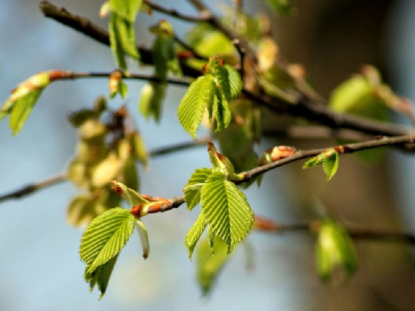 После Пасхи в Воронежскую область придёт потепление
