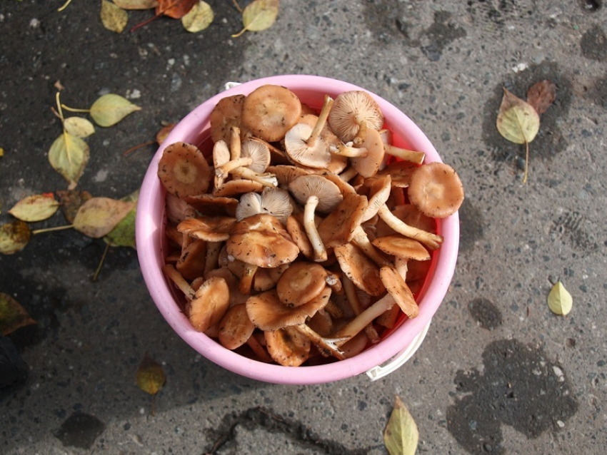В Новохоперском районе двое взрослых и двое детей отравились купленными на рынке грибами