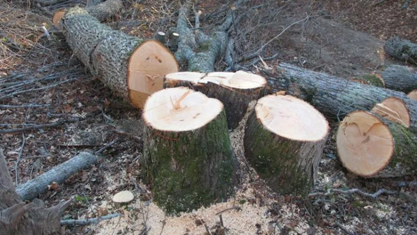 Год лишения свободы условно получил житель Грибановского района за  незаконную рубку деревьев