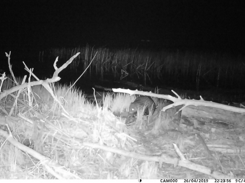 В Хопёрском заповеднике фотоловушка  запечатлела ныряющего бобра