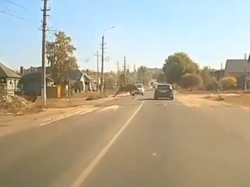 Лося, перебегающего одну из основных улиц в Борисоглебске, сняли на видео 