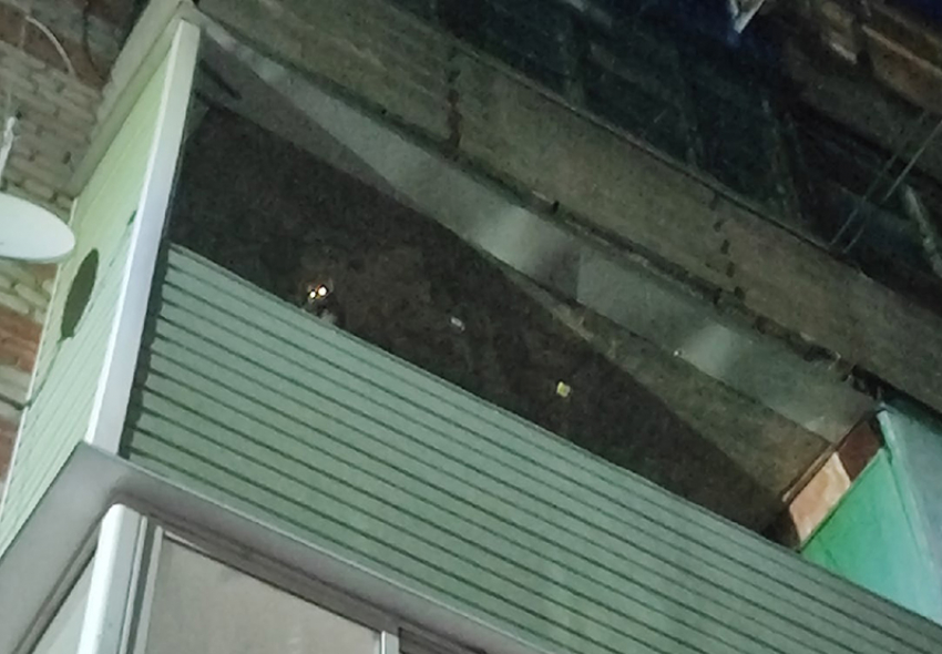  Забытая на балконе кошка вызвала гнев соседей в многоквартирном доме Борисоглебска