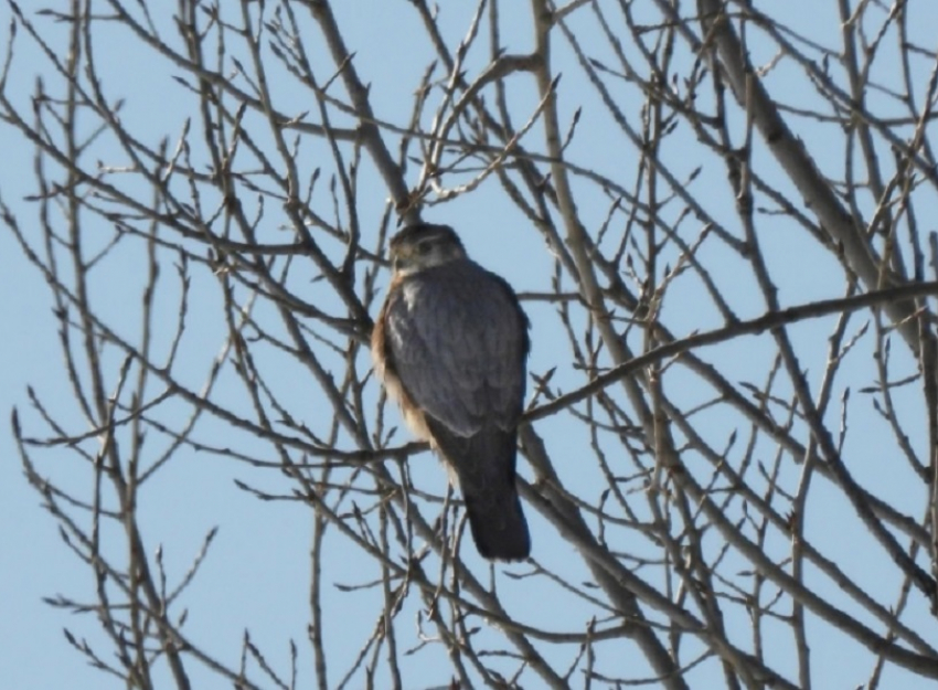 В Хопёрском заповеднике заметили редкого гостя – дербника