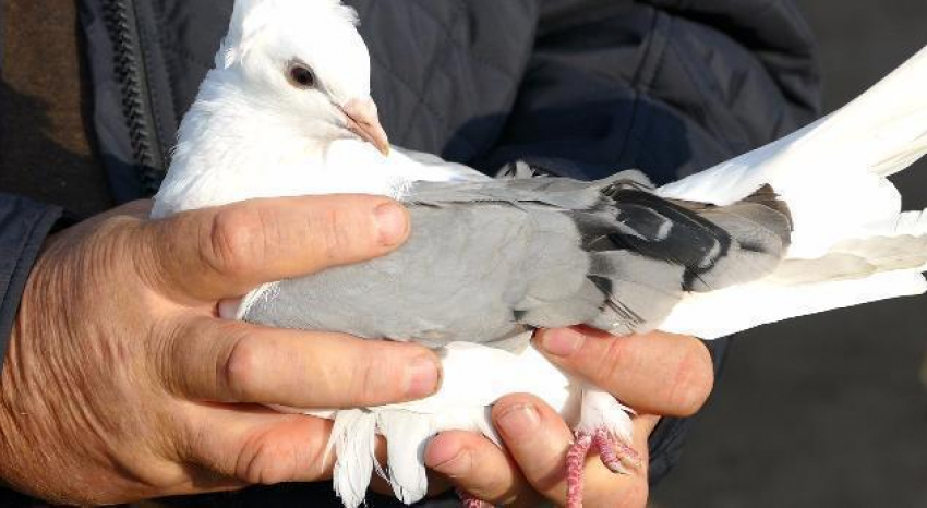 Житель Новохоперского района кормил коноплей голубей
