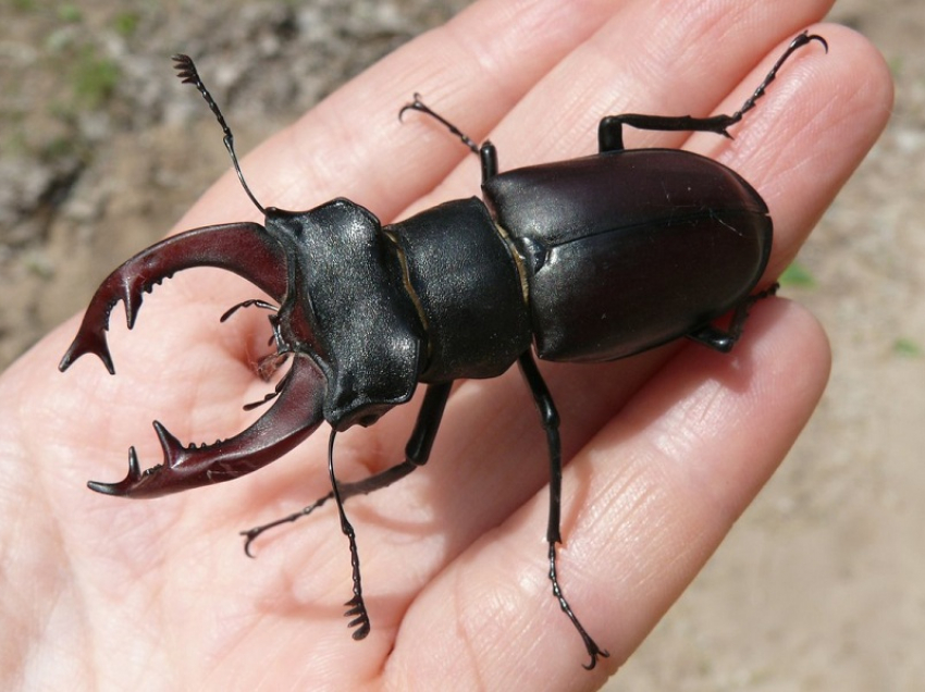 В июньские вечера в Борисоглебске нередко можно увидеть редкого жука-оленя