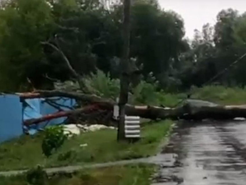 Деревья падали на машины: мощный  ураган прошелся по столице Воронежской области