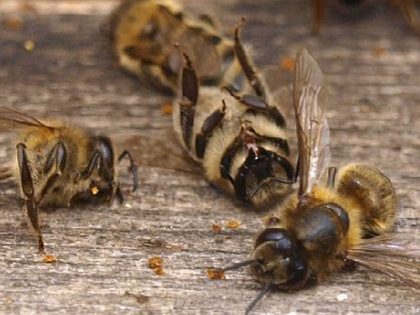Эксперты выяснили причину массовой гибели пчёл в Воронежской области