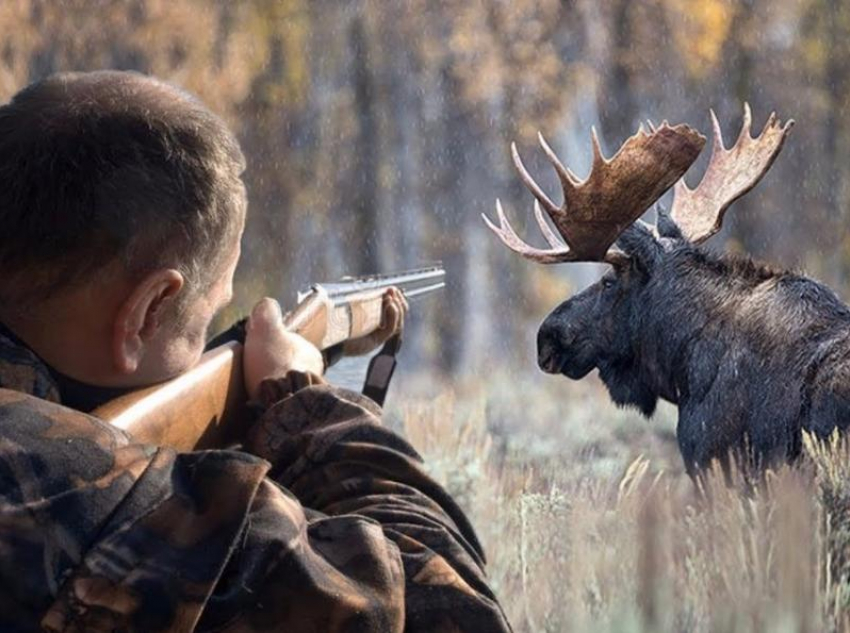   «Через несколько лет нам не на кого будет охотиться!»: охотники Воронежской области – о борьбе с браконьерами