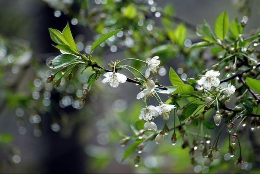 9 мая в Воронежской области ожидаются грозовые дожди