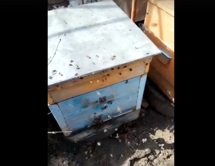  В Борисоглебске начался пчеловодный сезон